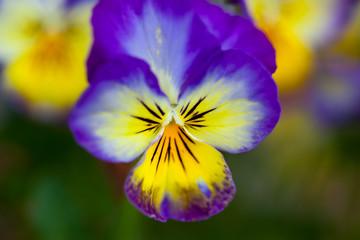 Viola
