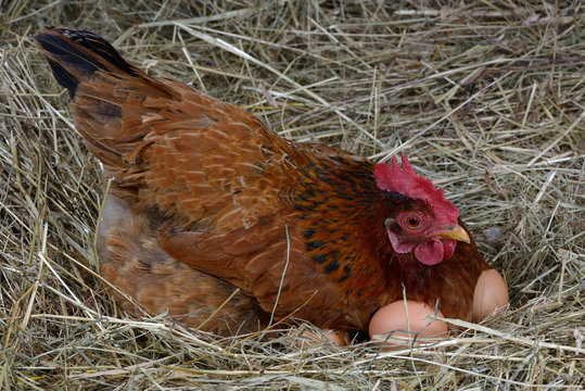 Hen Eggs