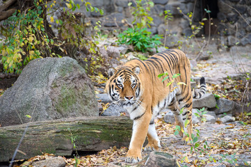 Amur Tigers