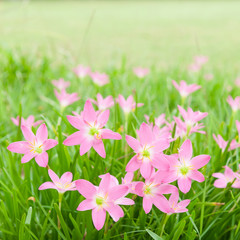 Zephyranthas rosea flowers