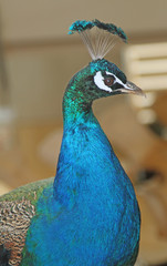 blue Peacock with very iridescent plumage