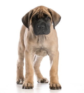 English Mastiff Puppy