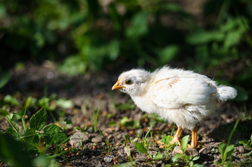 Little chicken on the grass