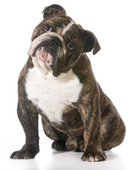 english bulldog