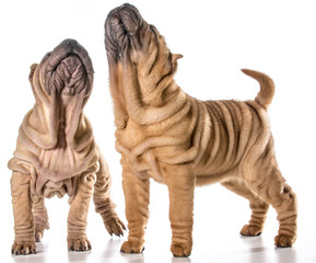 chinese shar pei puppies