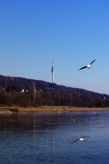 Fernsehturm von Dresden an der Elbe