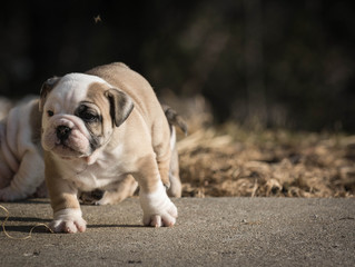 english bulldog puppy