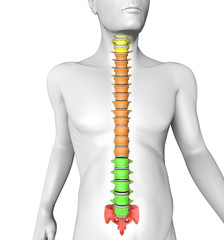 Corpo umano colonna vertebrale anatomia