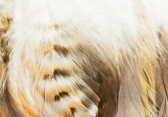 Bird feather
