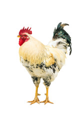 Rooster with a dark tail.