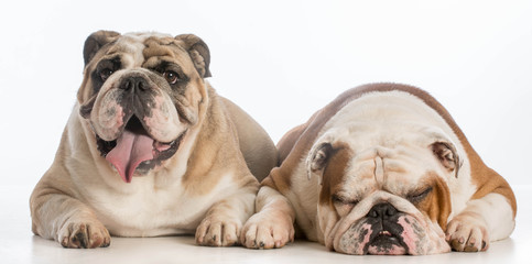 two english bulldogs