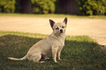 Chihuahua