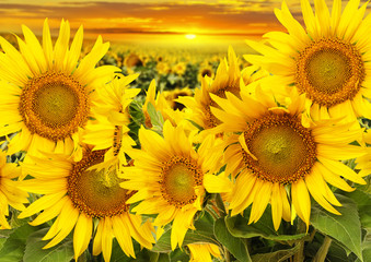 Sonnenblumen auf einem Feld und Sonnenuntergang