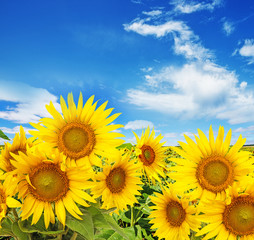 sunflower field and blue sky with clouds