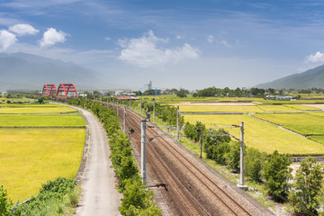 Landscape of paddy farm