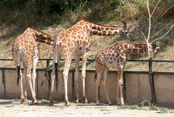 Obraz premium Rothschild's giraffe at Zoo Bratislava, Slovakia