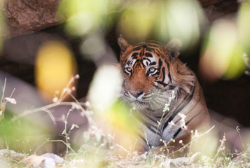 Naklejka premium tiger in a cave hidden behind a bush - national park ranthambore