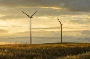 Wind generators turbines on sunset summer landscape © Mike Mareen