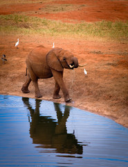 Fototapeta na wymiar african elephants water hole