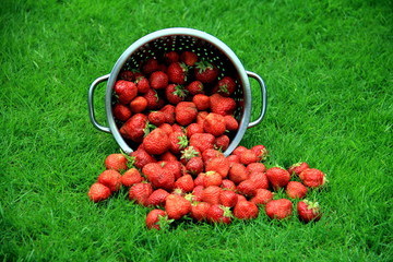 Erdbeeren im Sieb