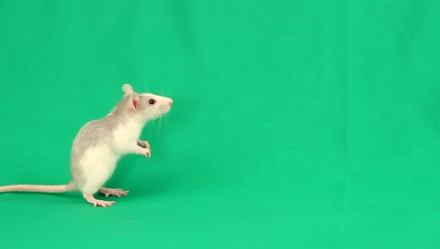 funny rat walks on a green screen