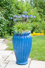 scilla flower in a blue pot decorated in the garden