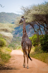 giraffe on the road