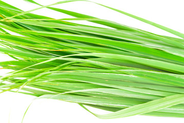 Lemon grass leaf