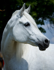horse head