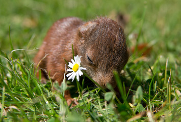 Eichhörnchen Baby