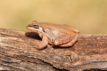 Wood Frog (Rana sylvatica)