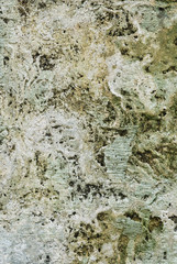 Texture of old concrete grunge wall covered with lichen moss mol