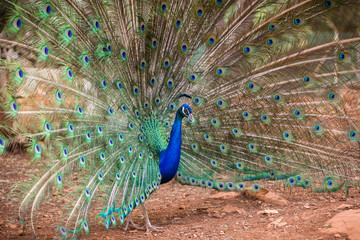 Obraz premium Peacock