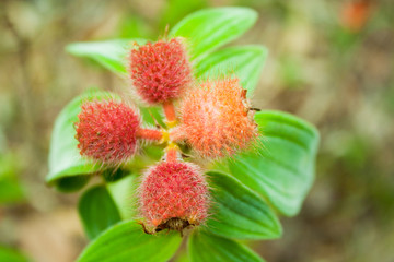 Osbeckia stellata Ham