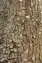 tree bark closeup usable as texture or background