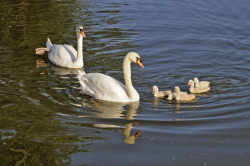 Schwanenfamilie