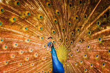 Obraz premium Peacock