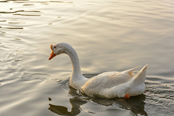 Fototapeta premium Swimming goose on lake at sunset