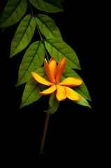 Flowers on the leaves