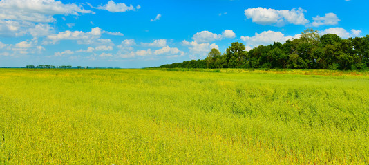 Fototapeta premium Летнее поле