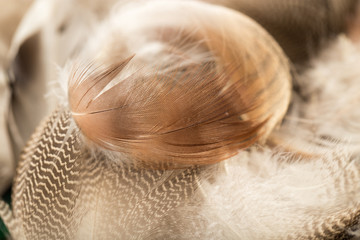 duck feathers as a background. macro