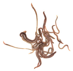 earthworms on a white background