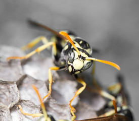 Wasp Nest with Pupae