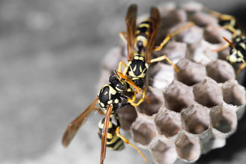 Wasp Nest with Pupae