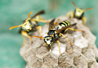 Wasp Nest with Pupae
