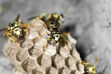 Wasp Nest with Pupae