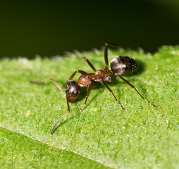 Fototapeta na wymiar ant in nature. macro