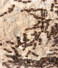 thousands of black ants on stony ground
