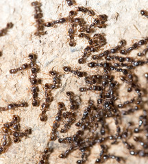 thousands of black ants on stony ground