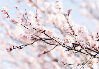 flowers on a tree in spring